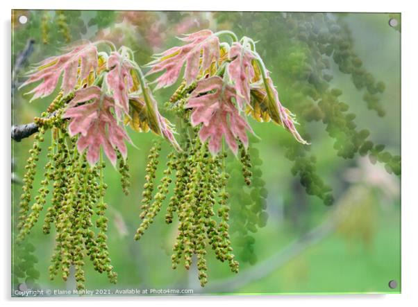  Spring Pink Oak Blossom Flower Acrylic by Elaine Manley