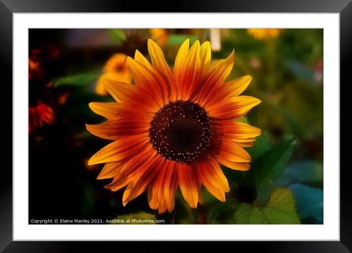 Sun flower Framed Mounted Print by Elaine Manley