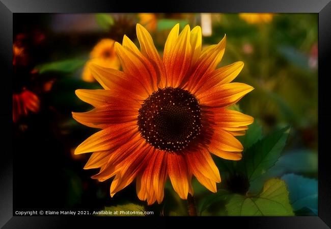 Sun flower Framed Print by Elaine Manley