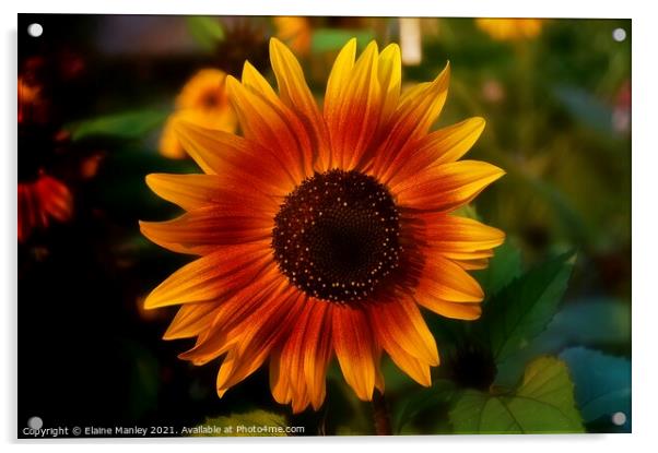 Sun flower Acrylic by Elaine Manley