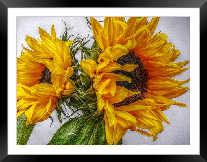 Sunshine Twins Framed Mounted Print by Susie Hawkins
