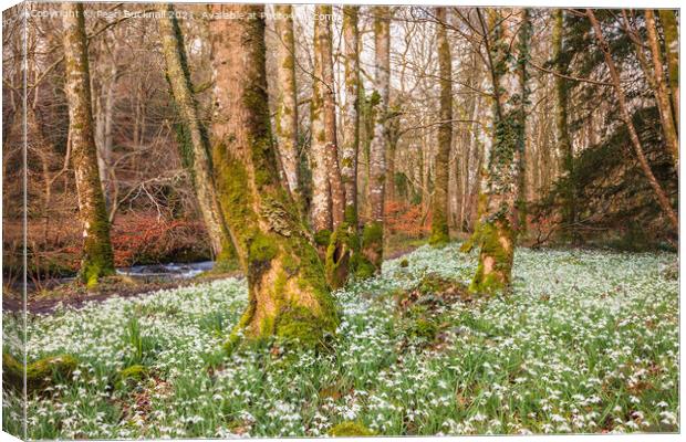 Wild Snowdrops in a Woodland Canvas Print by Pearl Bucknall