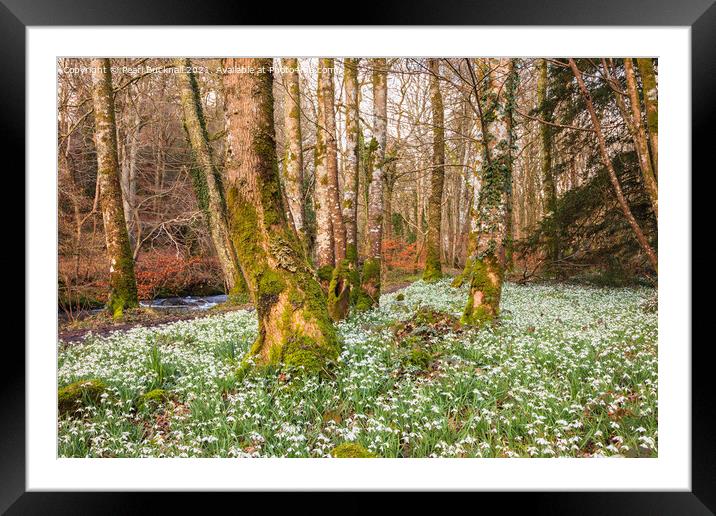 Wild Snowdrops in a Woodland Framed Mounted Print by Pearl Bucknall