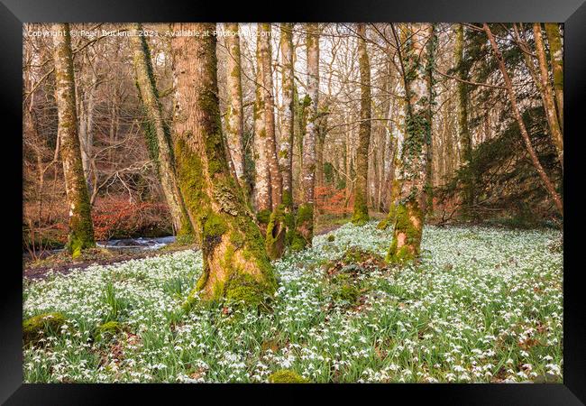 Wild Snowdrops in a Woodland Framed Print by Pearl Bucknall