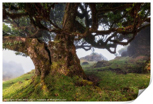 Fanal Forest, Madeira Print by Jim Monk