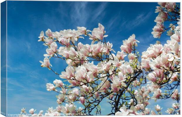 Spring Magnolia Flower Canvas Print by Elaine Manley