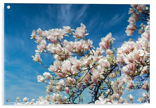  Spring Magnolia Flower Acrylic by Elaine Manley
