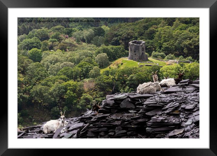 Welsh Mountain Goats Framed Mounted Print by Steve Morris