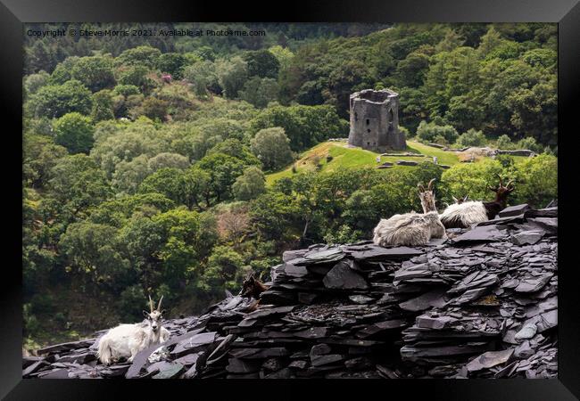Welsh Mountain Goats Framed Print by Steve Morris