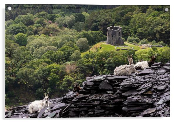Welsh Mountain Goats Acrylic by Steve Morris