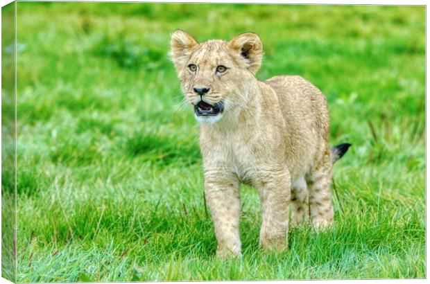 Single Alert Lion Cub Woburn Safari Park Canvas Print by Helkoryo Photography