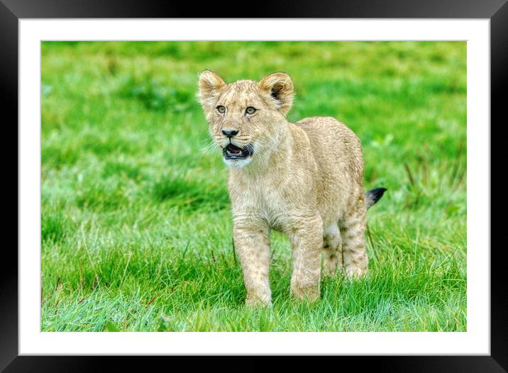 Single Alert Lion Cub Woburn Safari Park Framed Mounted Print by Helkoryo Photography