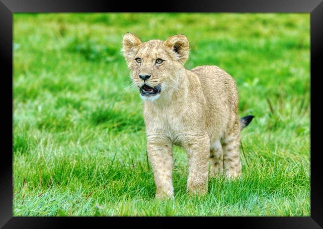 Single Alert Lion Cub Woburn Safari Park Framed Print by Helkoryo Photography