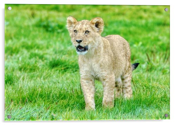Single Alert Lion Cub Woburn Safari Park Acrylic by Helkoryo Photography
