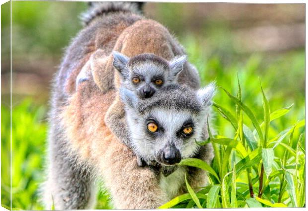 Baby Lemur and Mum close up Canvas Print by Helkoryo Photography