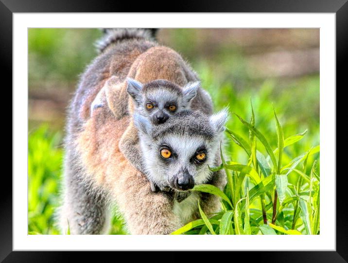 Baby Lemur and Mum close up Framed Mounted Print by Helkoryo Photography