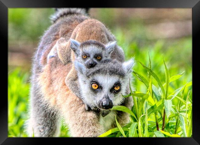 Baby Lemur and Mum close up Framed Print by Helkoryo Photography