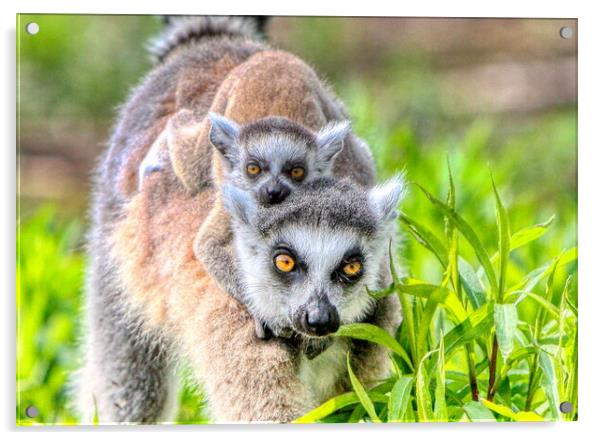 Baby Lemur and Mum close up Acrylic by Helkoryo Photography
