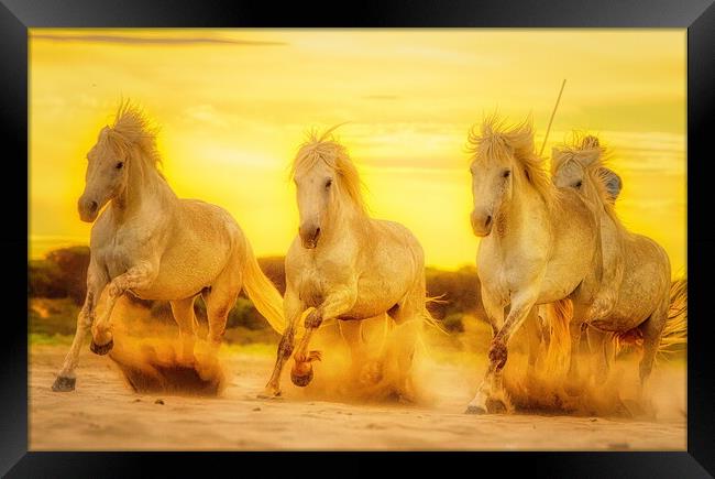 Sunset sand golden gallops Framed Print by Helkoryo Photography