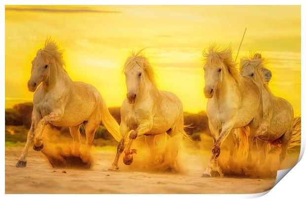 Sunset sand golden gallops Print by Helkoryo Photography