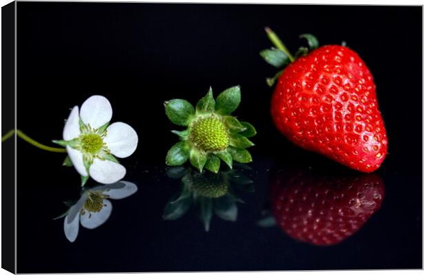 Strawberry lifecycle Storyboard  Canvas Print by Helkoryo Photography