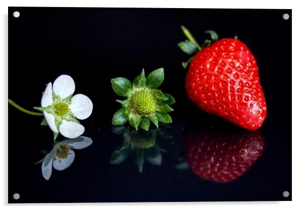 Strawberry lifecycle Storyboard  Acrylic by Helkoryo Photography