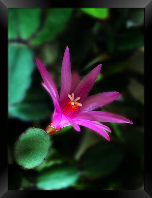 Christmas Cactus Flower Framed Print by Kevin Carr