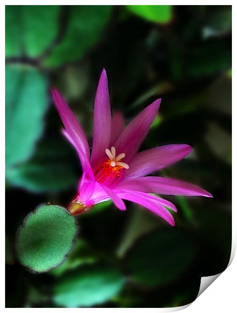 Christmas Cactus Flower Print by Kevin Carr