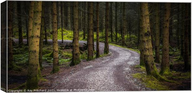 Path Through Whinlatter Forest Canvas Print by Ray Pritchard