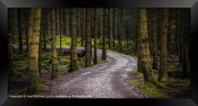 Path Through Whinlatter Forest Framed Print by Ray Pritchard