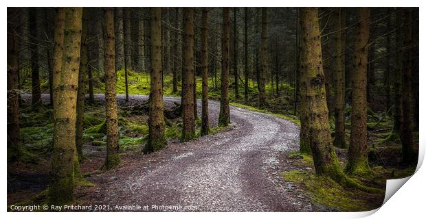 Path Through Whinlatter Forest Print by Ray Pritchard