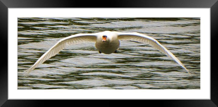 Majestic Flight Framed Mounted Print by graham young