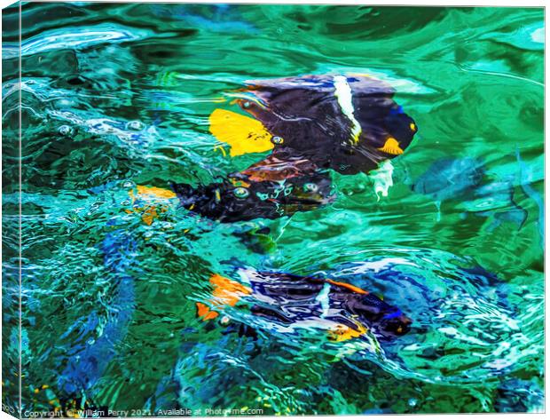 Colorful Black Yellow King Angelfish Los Cabos Mexico  Canvas Print by William Perry