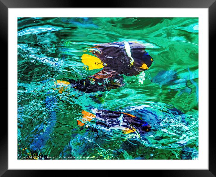 Colorful Black Yellow King Angelfish Los Cabos Mexico  Framed Mounted Print by William Perry