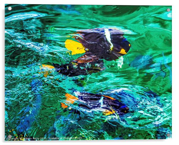 Colorful Black Yellow King Angelfish Los Cabos Mexico  Acrylic by William Perry