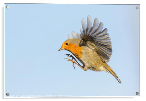 A Robin Redbreast hovering in the air Acrylic by GadgetGaz Photo