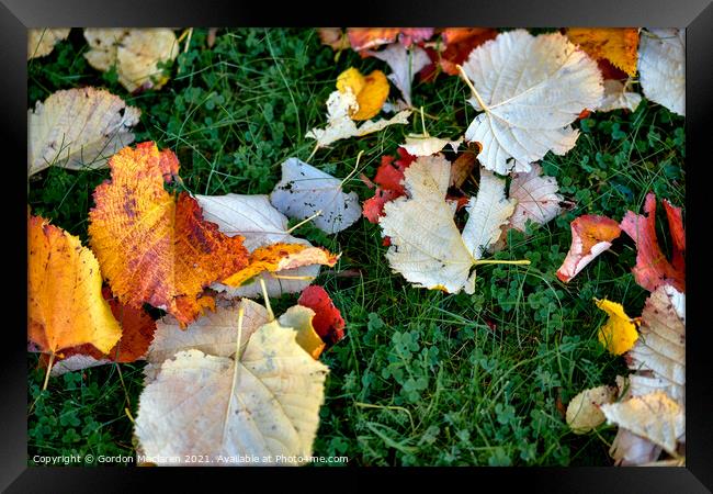 Autumn leaves Framed Print by Gordon Maclaren