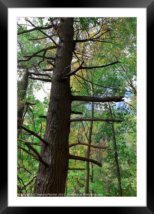Majestic Pine Tree Framed Mounted Print by Deanne Flouton