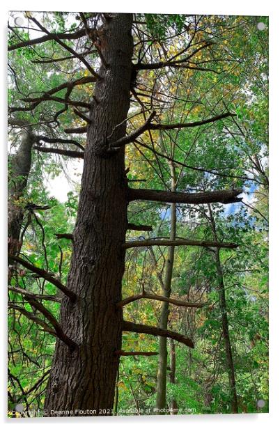Majestic Pine Tree Acrylic by Deanne Flouton