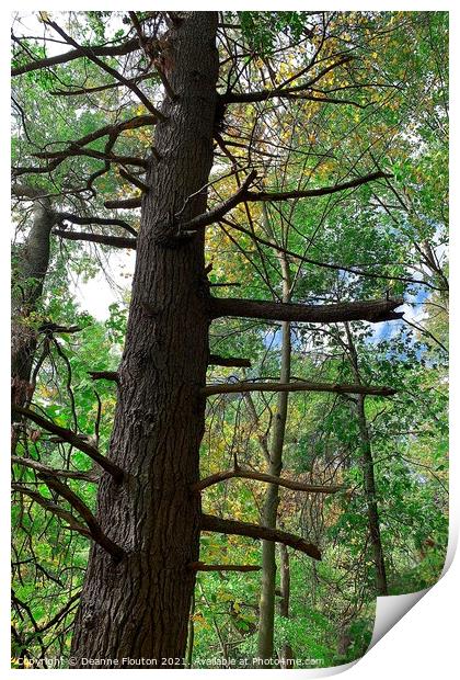 Majestic Pine Tree Print by Deanne Flouton