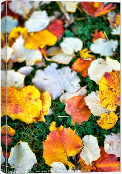 Autumnal Leaves Canvas Print by Gordon Maclaren