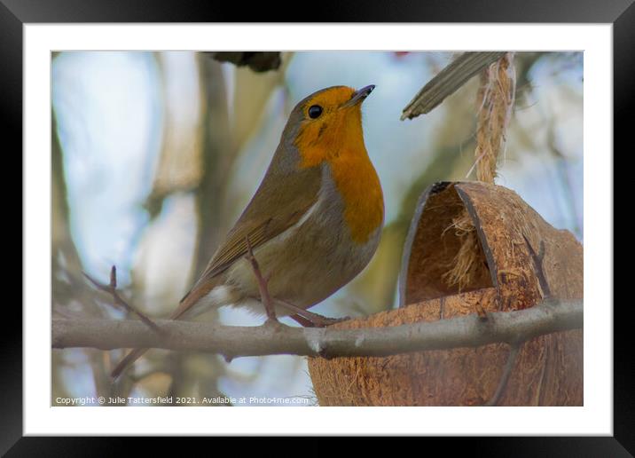 lunch time for this elegant Robin Framed Mounted Print by Julie Tattersfield