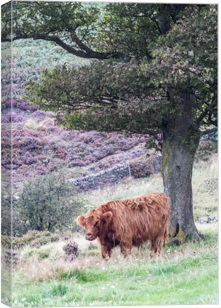 Highland young cattle Baslow edge Derbyshire Engla Canvas Print by Holly Burgess