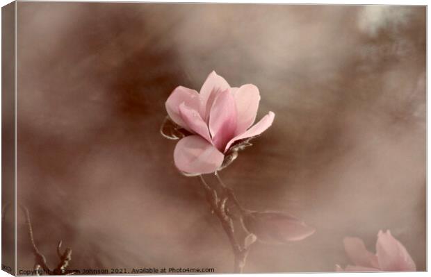 Magnolia flower Canvas Print by Simon Johnson