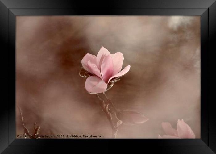 Magnolia flower Framed Print by Simon Johnson