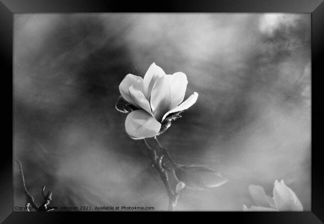 Magnolia flower  Framed Print by Simon Johnson