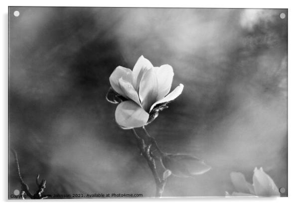 Magnolia flower  Acrylic by Simon Johnson