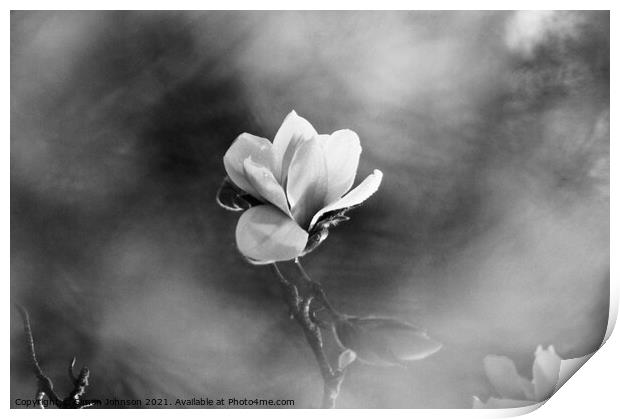 Magnolia flower  Print by Simon Johnson