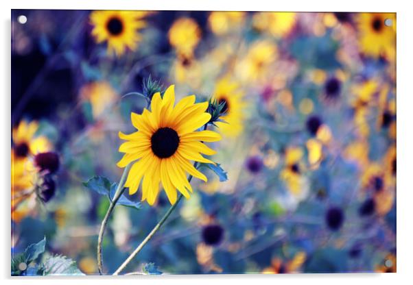 Little Sunflower Acrylic by Tara Why