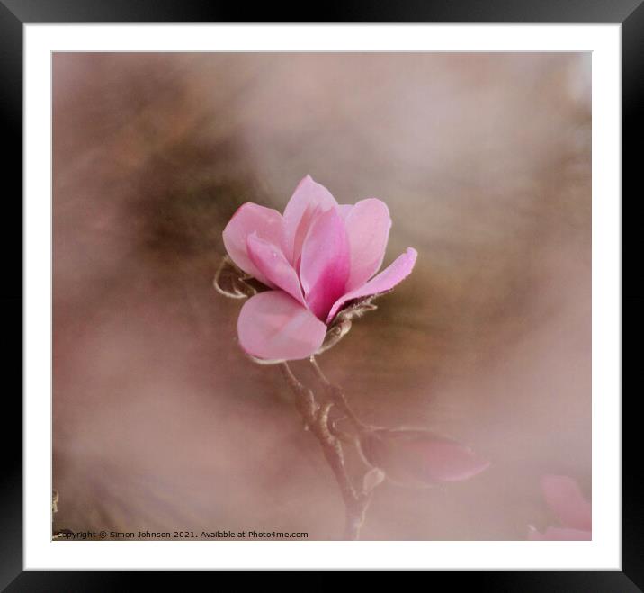 close up of magnolia flower Framed Mounted Print by Simon Johnson